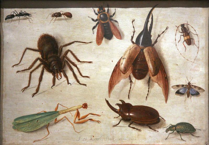 Jan Van Kessel Spiders and insects China oil painting art